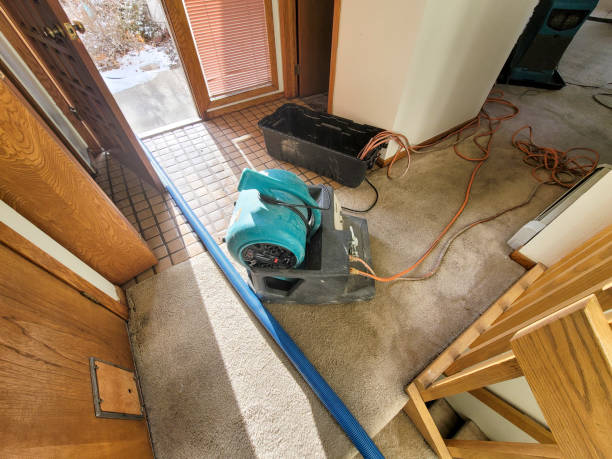 Best Mold removal after water damage  in USA